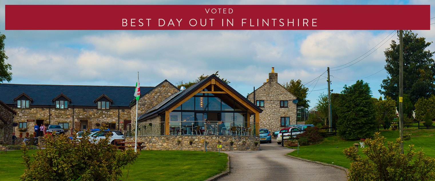 Pet Cemetry voted Best Day in Flintshire