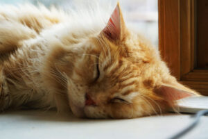 Jasper sleeping
