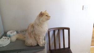 Jasper asking for food